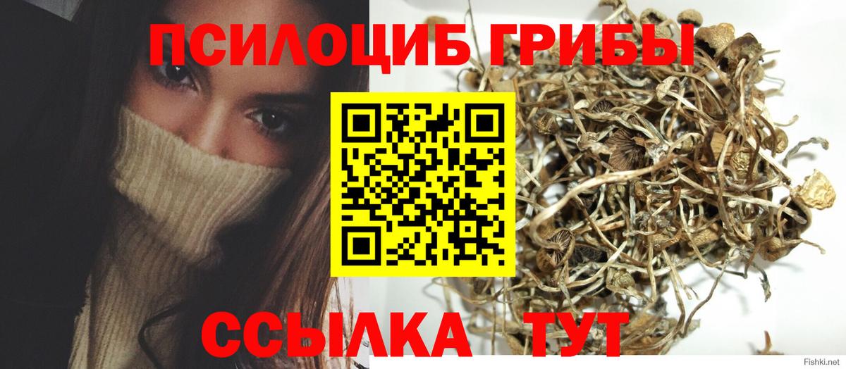 Кольчугино  Псилоцибиновые грибы Psilocybe  Вход с VPN  Псилоцибиновые грибы Psilocybine cubensis 